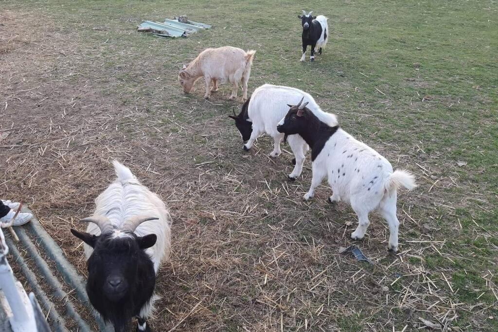 Chaumiere Du Chateau D'O Et Sa Mini Ferme ,Gite 21Couchages Goupil-Othon Εξωτερικό φωτογραφία